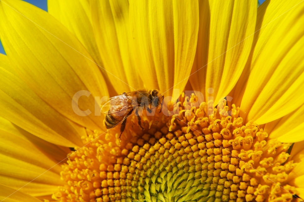 해바라기,꽃,벌,곤충,자연,식물,식물,자연,plants,nature,꽃,flower,동물,animal,곤충,벌레,insect,bug