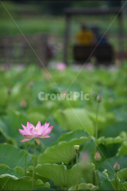 꽃,연꽃,식물,여름,연잎,식물,자연,plants,nature,꽃,flower