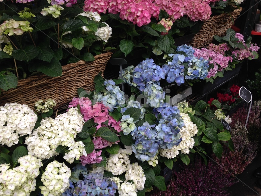 plant,식물,flower,수국,제라늄,geranium