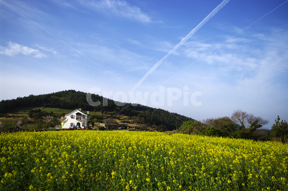 유채꽃,꽃밭,꽃,flower,계절,봄,spring,하늘,구름,풍경,산,밭,시골,청산도,봄,계절,spring,season,자연,풍경,nature,landscape,한국자연풍경,한국자연경관,korea nature landscape,grassland,목초지,outdoors,옥외,field,들