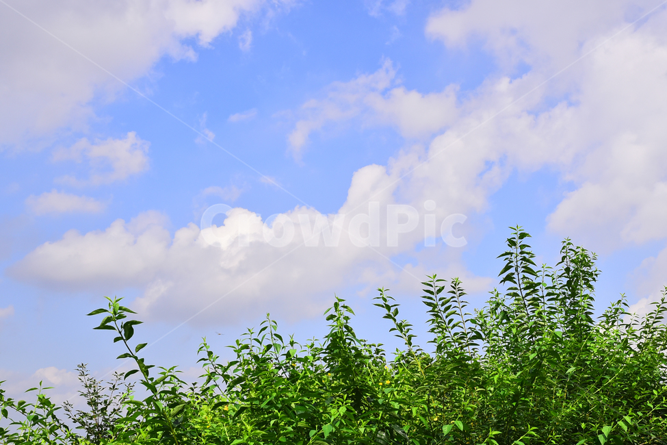 하늘,구름,나뭇잎,초록색,식물,자연,배경,바탕,백그라운드,green,sky,cloudy,뭉게구름,맑은날,청명,해맑은,신록,자연,풍경,nature,landscape