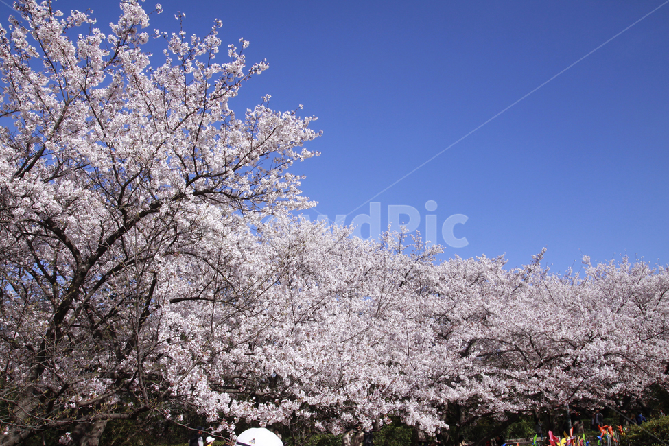 벚꽃,봄,하늘,바탕화면,풍경,배경화면,봄풍경,자연,계절,plants,nature,spring,season,flaower,봄,계절,spring,season,자연,풍경,nature,landscape,식물,plants,꽃,flower,plant