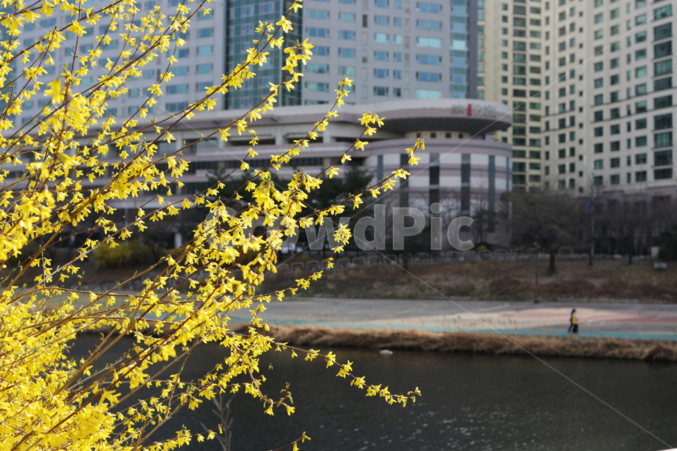 개나리,봄,꽃,3월,풍경,봄,계절,spring,season,식물,자연,plants,nature,꽃,flower,office building,사무실 건물,building,건물