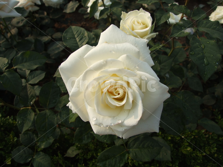장미,백장미,장미꽃,꽃,rose,만개,개화,블로섬,꽃밭,꽃잎