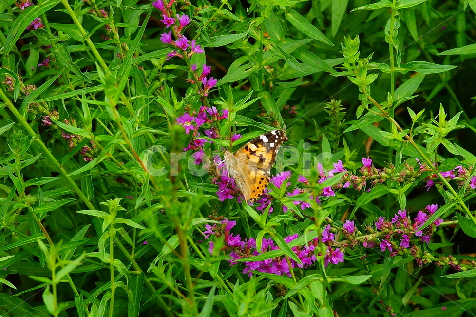 insect,invertebrate,나비,곤충,동물,식물