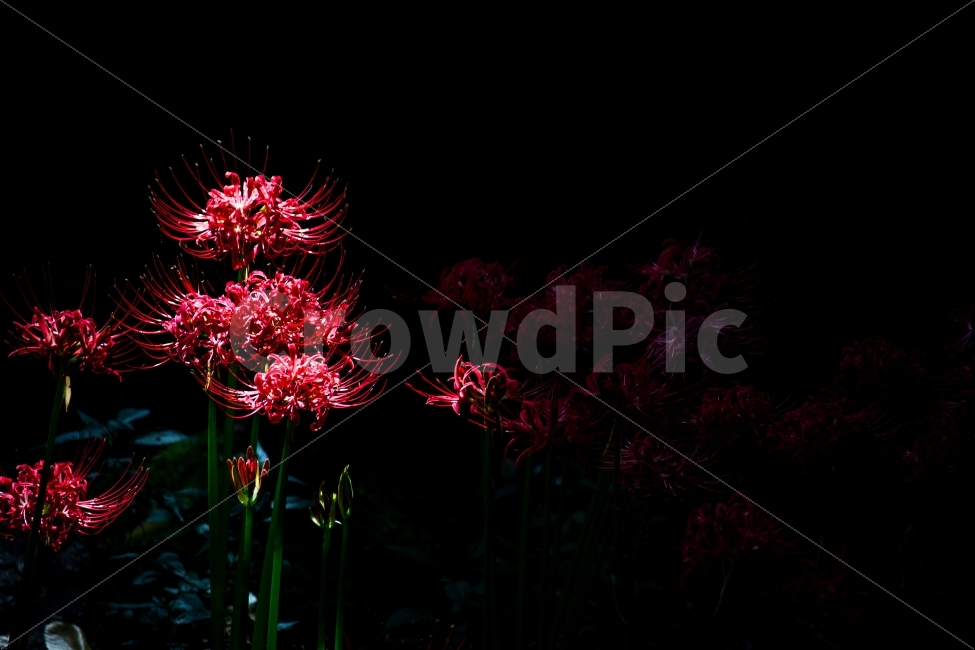 꽃무릇,빛내림,붉은꽃,감성사진,꽃사진,식물,자연,plants,nature,꽃,flower