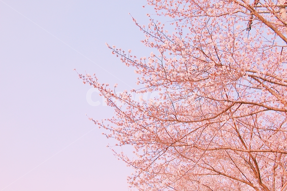 벚꽃,봄,꽃,cherryblossom,flower,spring,봄꽃,분홍색,계절,봄이미지,봄날,벚꽃축제,flowers,식물,아름다운,배경,바탕,연분홍색,핑크색,우아한,beautiful,예쁜,화려한,season,garden,자연,pink,감성,꽃잎,nature,봄,계절,spring,season,자연,풍경,nature,landscape,plant,leaf,잎