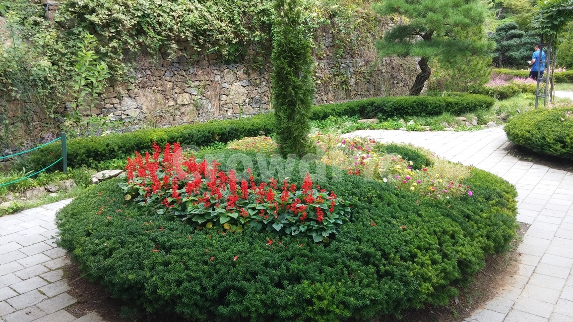 꽃,나무,돌,나비,벌,공원,숲,식물,자연,plants,nature,꽃,flower