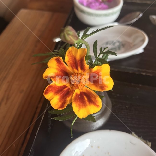 꽃,카페,접시,테이블,꽃병,풀,받침대