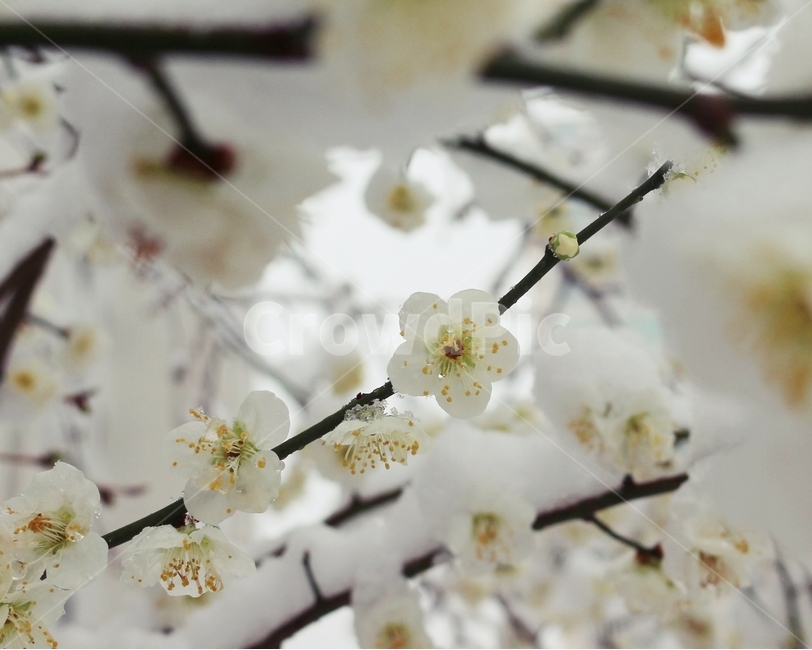 매화,봄,눈,눈꽃,흐린날,생명,식물,봄,계절,spring,season,식물,자연,plants,nature,꽃,flower,plant,blossom
