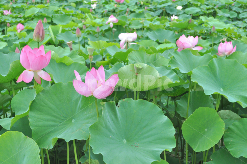 연꽃,lotus,연못,꽃,연잎,여름꽃,자연,flower,pond,안압지,연꽃단지,식물,자연,plants,nature,꽃,flower