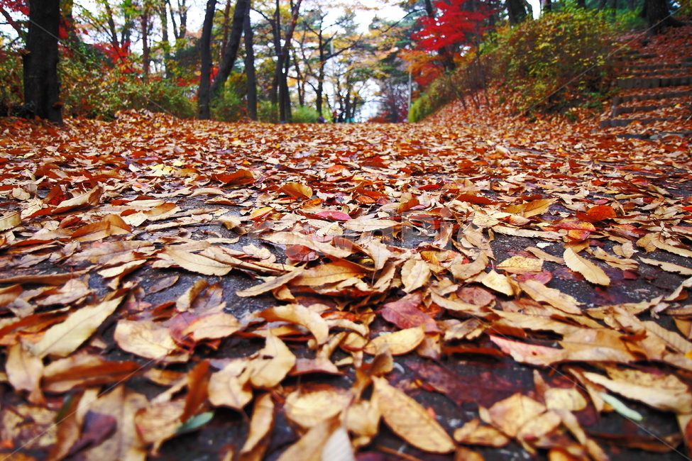 낙엽,가을,fall,mapleleaf,낙엽엔딩,풍경,scenery,단풍,가을,계절,fall,autumn,season,자연,풍경,nature,landscape,plant,식물,leaf,잎,ground,바닥,tree,나무