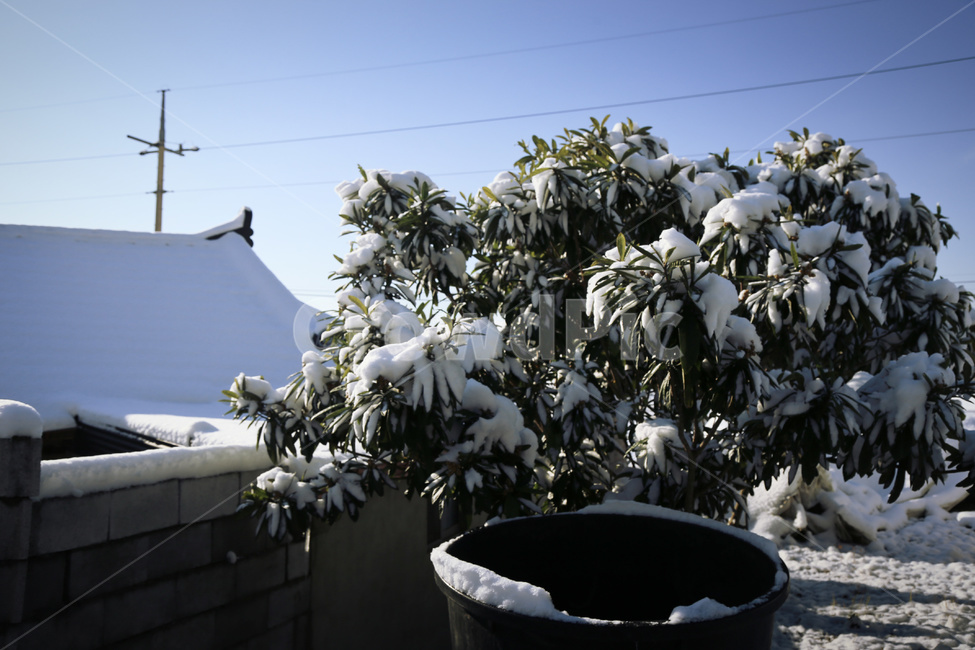 chestnut tree,snowy countryside,snow,countryside,tree,winter,Snowy tree,rural landscape