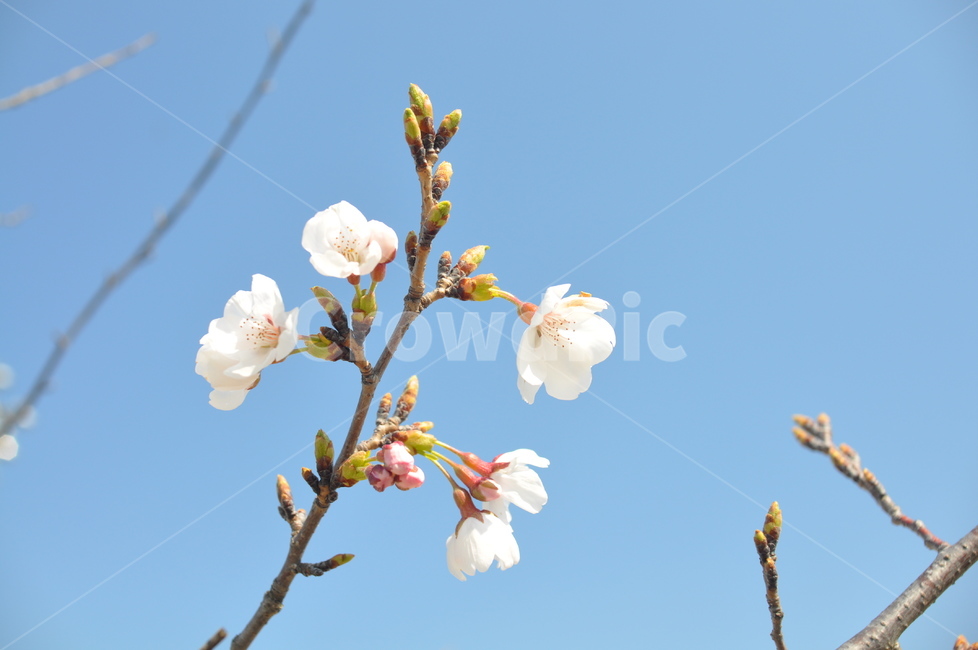 벚꽃,꽃,하늘,예쁜꽃,cherryblossoms,flower,bloom,자연,nature,sky,pretty,beautiful,lovely,예쁜,식물,자연,plants,nature,꽃,flower