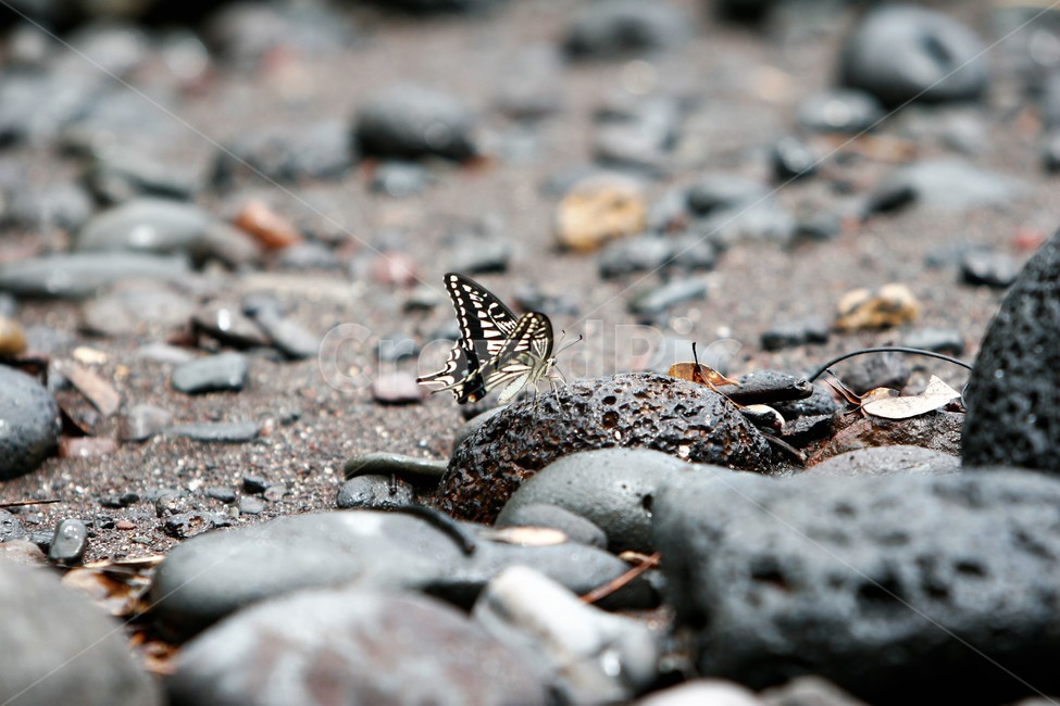나비,바닷가,바위,호랑나비,근접촬영,동물,animal,곤충,벌레,insect,bug