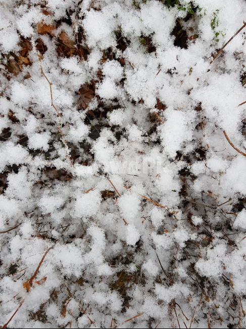 nature,자연,snow,winter,겨울,겨울나무,눈송이,겨울,계절,winter,season