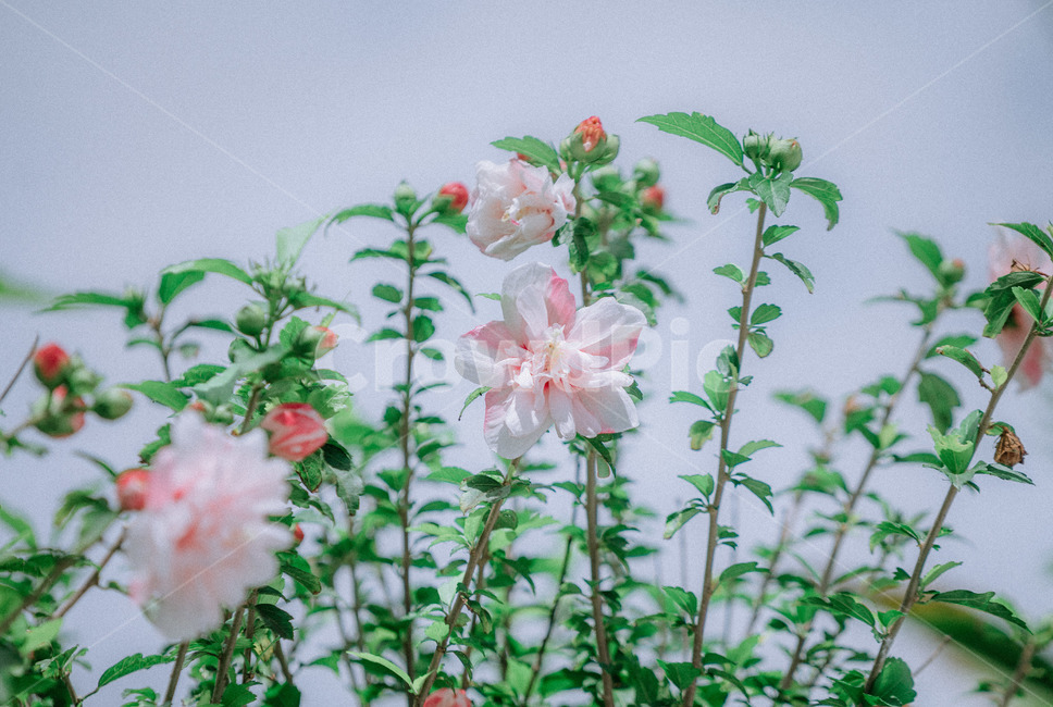 꽃,하얀꽃,푸른하늘,일본꽃,분홍꽃