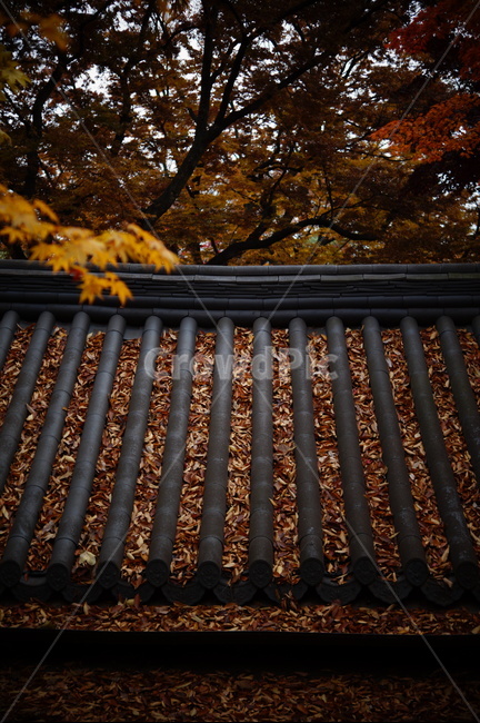가을,낙엽,단풍,기와,기와지붕,기와집,fall,autumn,fallenleaves,leaves,autumncolors,roof,tileroof,tile,건축물,건물외관,exterior,building,structure,architecture,construction