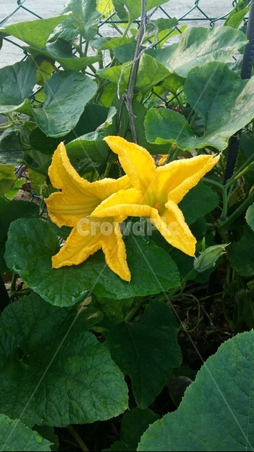 꽃,오이,노랑,오이꽃,만개