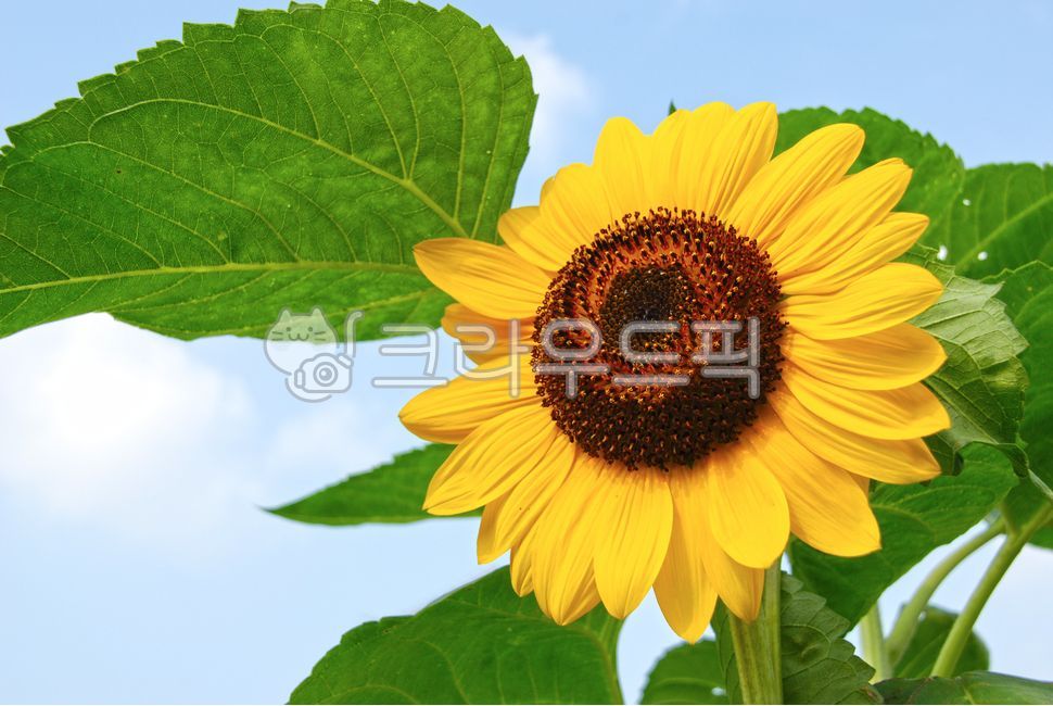 해바라기,하늘,활짝핌,plant,식물,flower,blossom,꽃,sunflower,식물,자연,plants,nature,꽃,flower