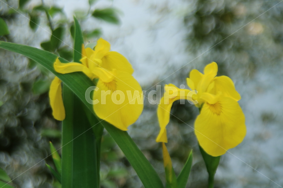 붓꽃,노랑붓꽃,봄꽃,수생식물,야생화,식물,자연,plants,nature,꽃,flower