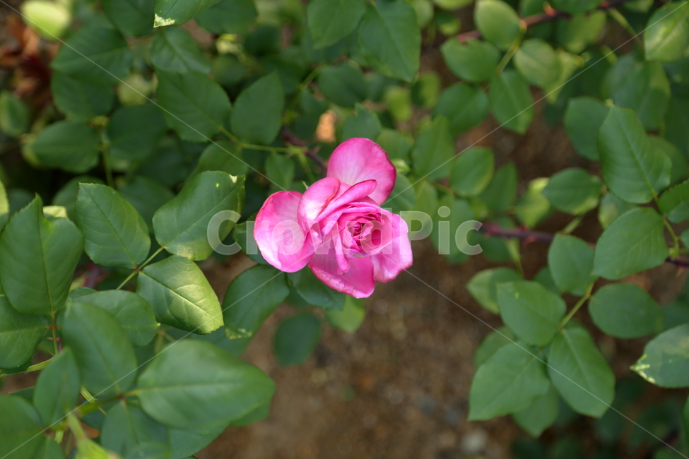 장미,장미꽃,빨간장미,분홍장미,rose,flower,아름다움,5월,6월