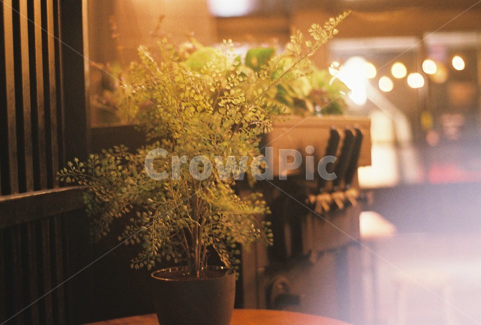 plant,식물,인테리어,꽃,flower,필름사진,감성사진,실내용화초,화분,화초,house plant