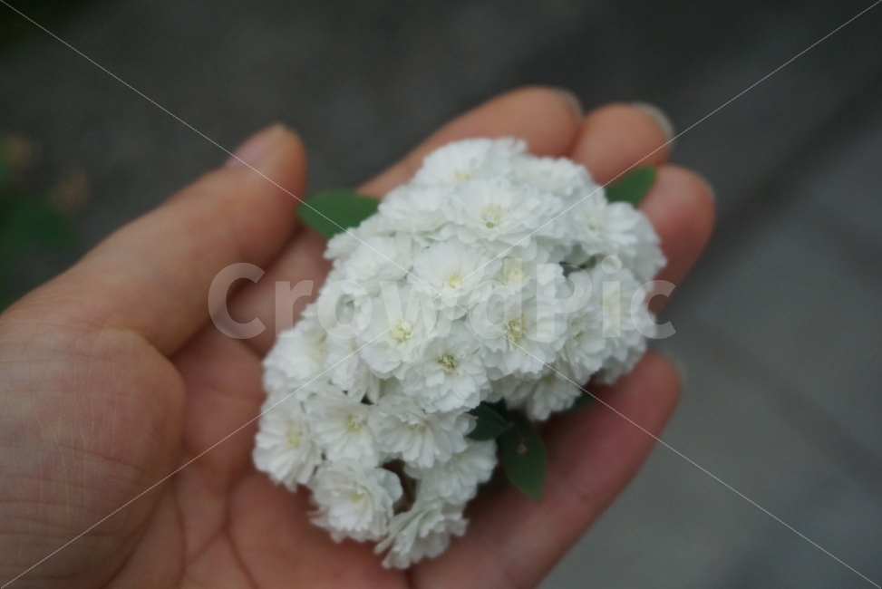꽃,flower,이쁜사진,느낌사진,감성사진,꽃사진,보드라움,느낌,순수,하얀꽃,흰꽃,식물,자연,plants,nature,꽃,flower,사람,인물,인간,human,person,신체일부,몸,body