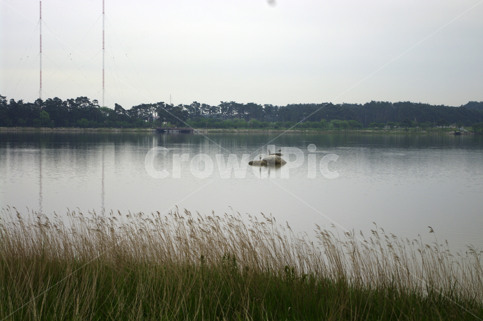 갈대,호수,풍경,식물,자연,가을,계절,fall,autumn,season,자연,풍경,nature,landscape,water,물,outdoors,옥외,plant,grass,잔디