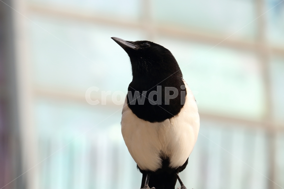 동물,조류,까치,새해,신년,설날,동물,animal,조류,새,birds