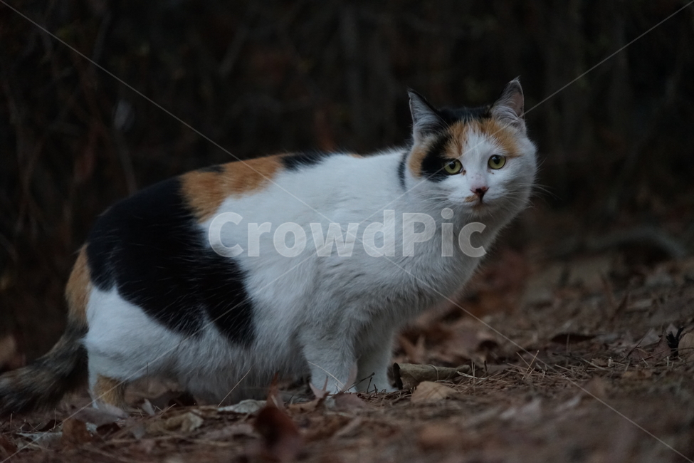 cat,pet,animal,길냥이,고양이,동물,포유류,동물,animal,포유류,mammal,고양이,cat,kitten,kitty