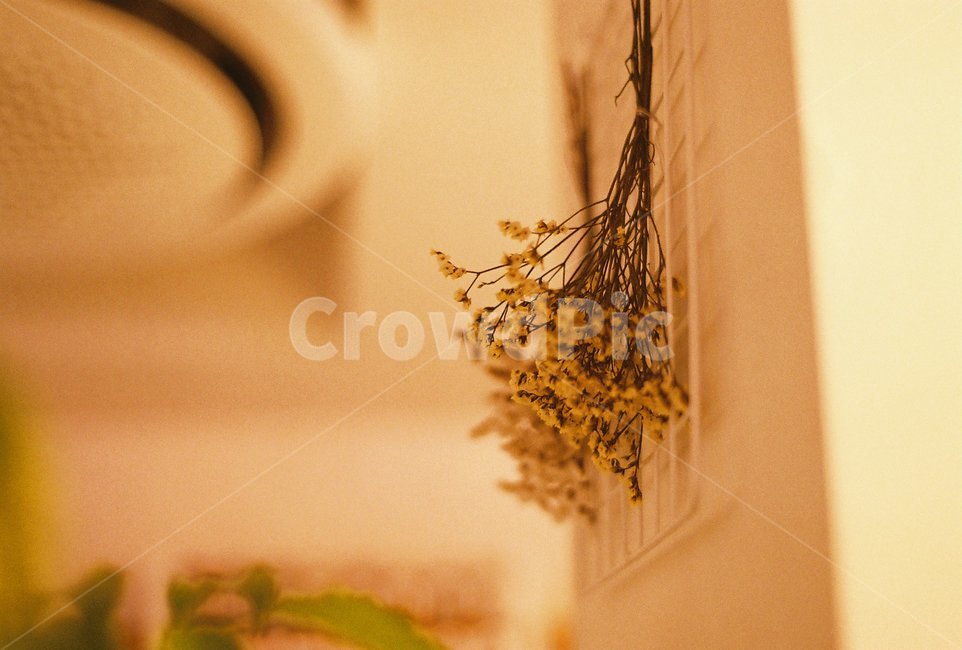식물,꽃,인테리어,감성,드라이플라워,꽃,flower,감성,sensible,feeling,인테리어,실내디자인,interior design