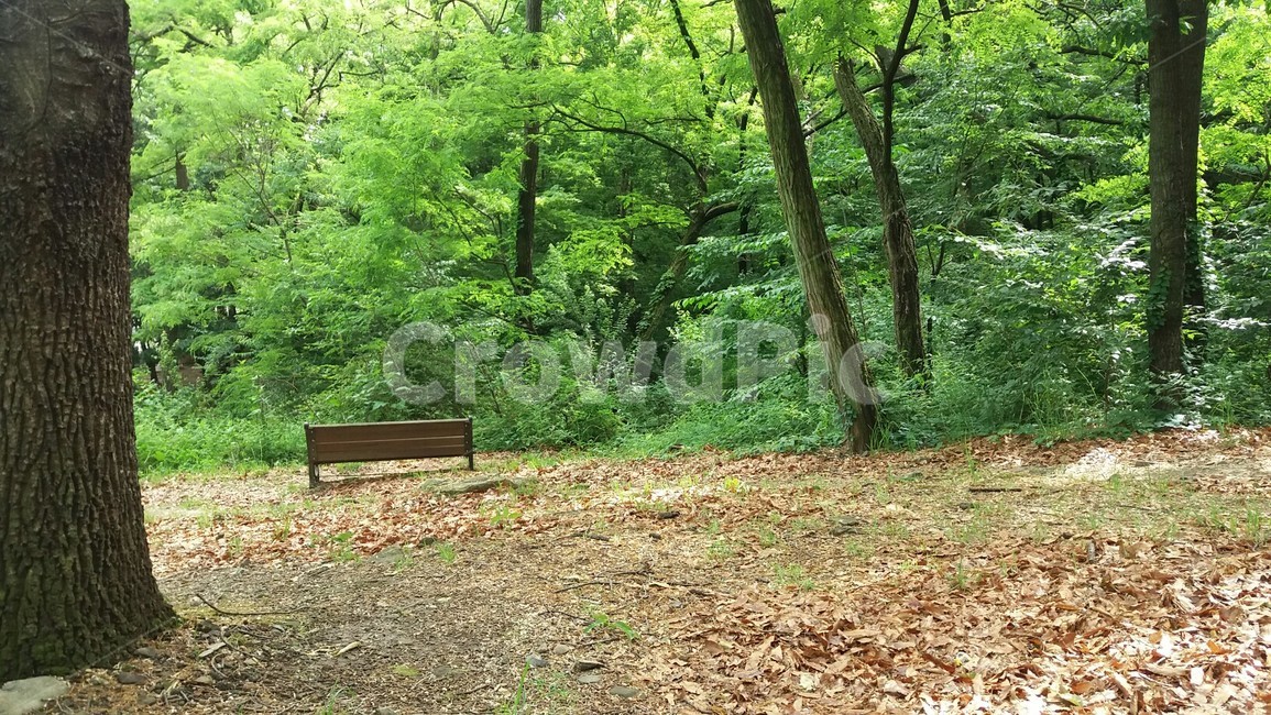 휴식,안정,여유,산책길,공원,햇살