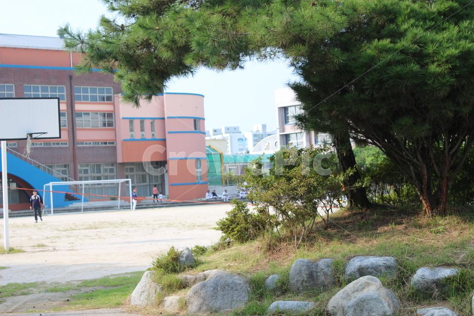 식물,사람,plant,tree,나무,학교,운동장,공원,분재