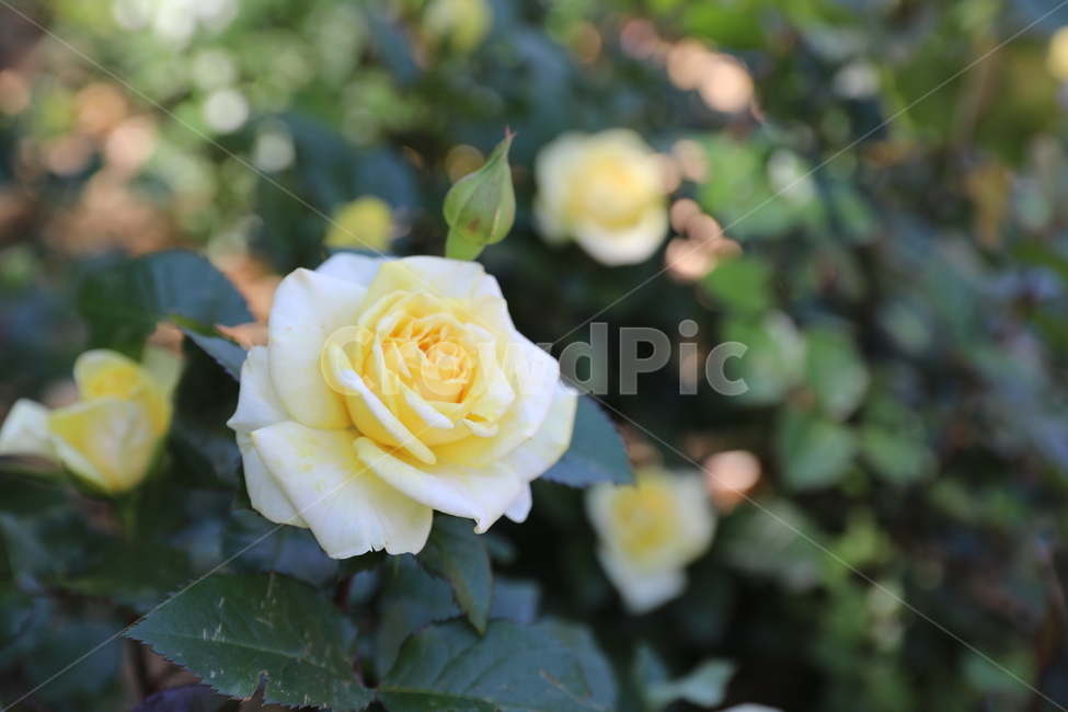 장미꽃,장미,rose,장미접사,장미공원,개화,봄,식물,자연,plants,nature,꽃,flower