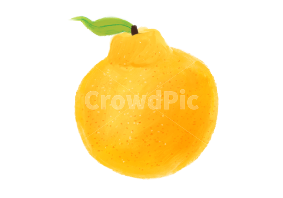 한라봉,한라봉일러스트,한라봉수채화,수채화,과일일러스트,음식,food,fruit,plant,식물,과일,열매,fruit,그래픽,일러스트레이션,graphic,illustration