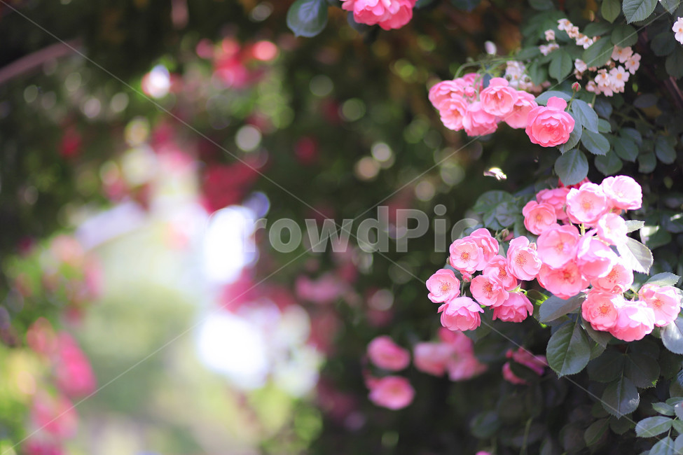 제라늄,flower,plant,꽃,blossom,식물,자연,plants,nature,꽃,flower