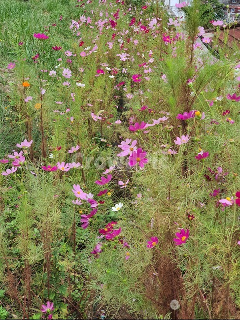plant,식물,flower,blossom,꽃,outdoors,옥외,가을,가을꽃,코스모스,cosmos,fall,꽃잎,geranium,제라늄,자연,계절