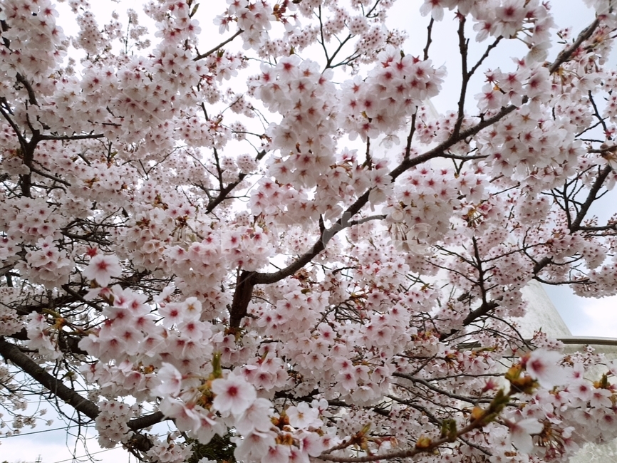 나무,벚꽃,벚꽃나무,만개,꽃,봄,계절,spring,season,식물,자연,plants,nature,꽃,flower,plant,blossom