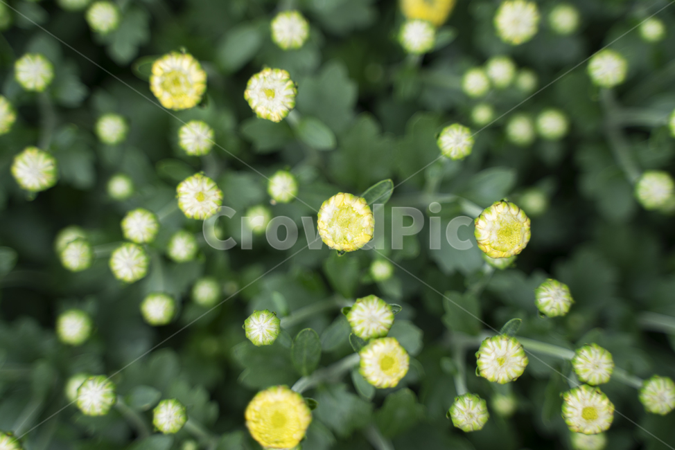 꽃,식물,정원,가을,봄,패턴,flower,flowers,garden,plant,고화질,식물,자연,plants,nature,꽃,flower