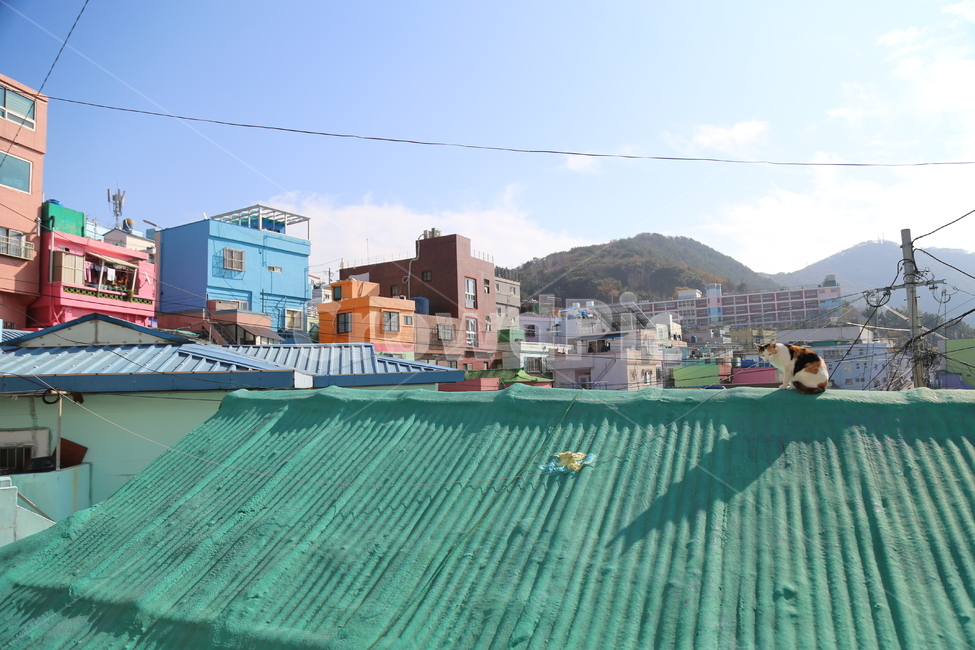 문화,마을,감천동,부산,고양이,도시,풍경,city,landscape,한국도시풍경,한국도시경관,korea cityscape,동물,animal,포유류,mammal,고양이,cat,kitten,kitty