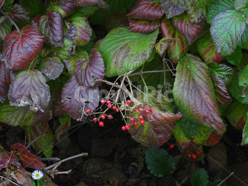 열매,빨간열매,과실,추수,가을,탐스러운,식물,자연,plants,nature,과일,열매,fruit