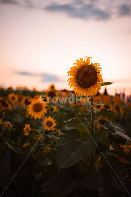 해바라기,일몰,꽃,여름꽃,노을,식물,자연,plants,nature,꽃,flower