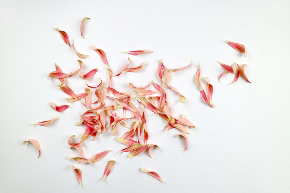꽃잎,백그라운드,식물,자연,계절,봄,꽃,배경,배경이미지,내추럴,flower,nature,flora,background