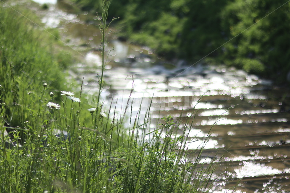 보케,빛,물,푸르름,맑음,자연,풍경,nature,landscape,식물,plants,grass,잔디,plant,outdoors,옥외,land,땅,water