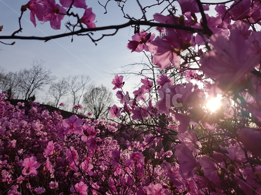자연,봄,진달래,꽃,배경,핑크,하늘,봄,계절,spring,season,식물,자연,plants,nature,꽃,flower,plant,blossom