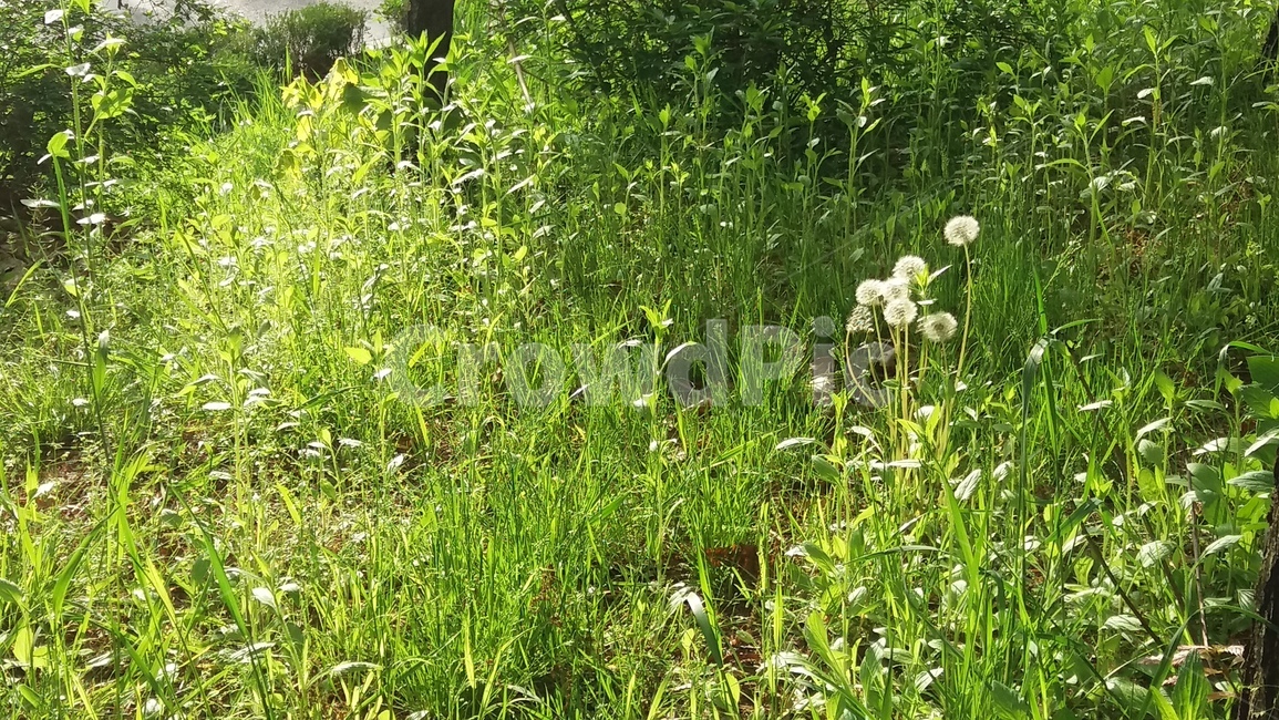햇빛,풀,초록,민들레,green