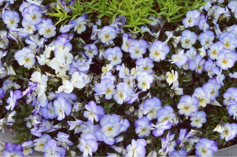 꽃,봄,보라색,데이지,보정,색감,노을,꽃밭,화분,화단,봄,계절,spring,season,식물,자연,plants,nature,꽃,flower,plant,blossom,geranium,제라늄