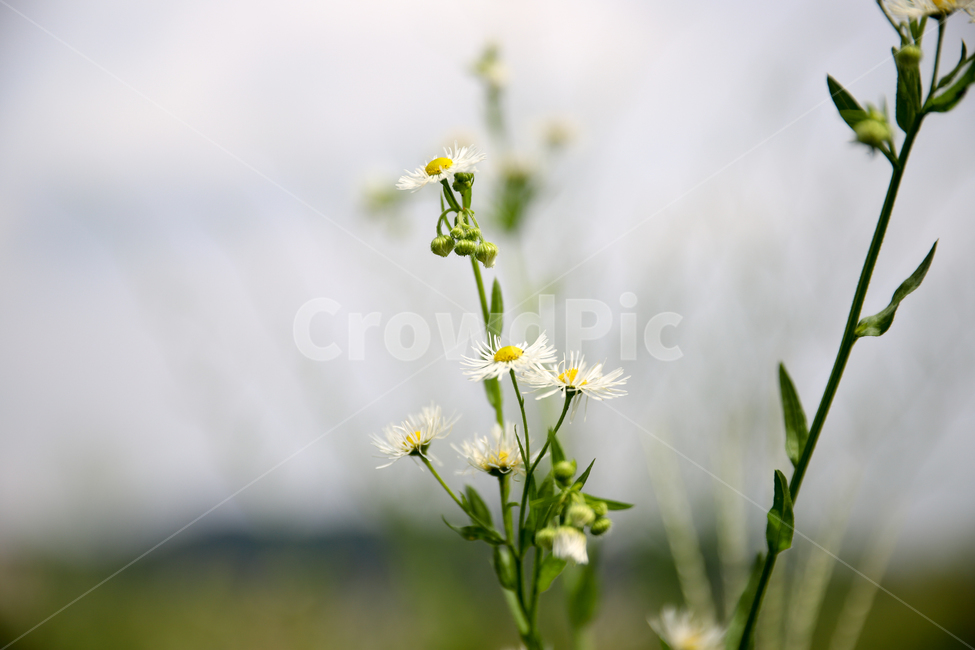 plant,식물,자연,autumn,가을꽃,꽃,flower,nature,들풀,wildherb,식물,자연,plants,nature,꽃,flower