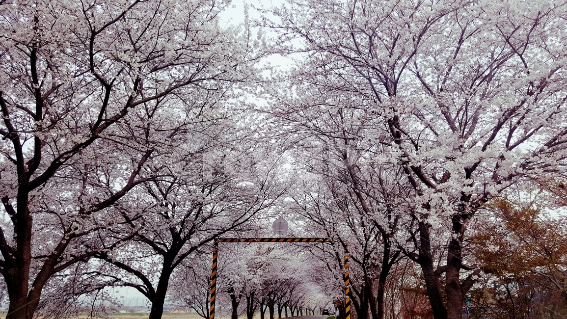 봄,벚꽃,분홍,핑크,꽃나무,벚꽃구경,봄꽃,봄,계절,spring,season,자연,풍경,nature,landscape,식물,plants,꽃,flower,plant,blossom